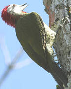 Cuban Green Woodpecker