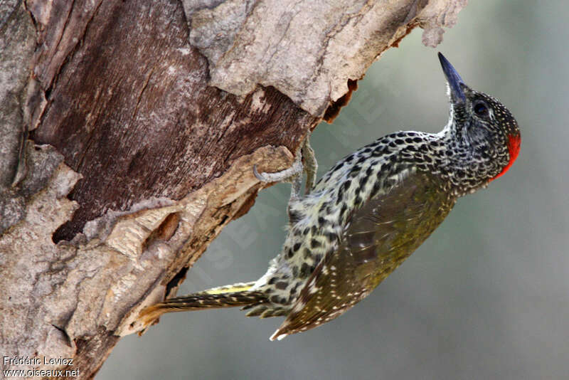 Knysna Woodpecker female adult, identification