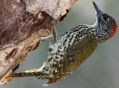 Knysna Woodpecker