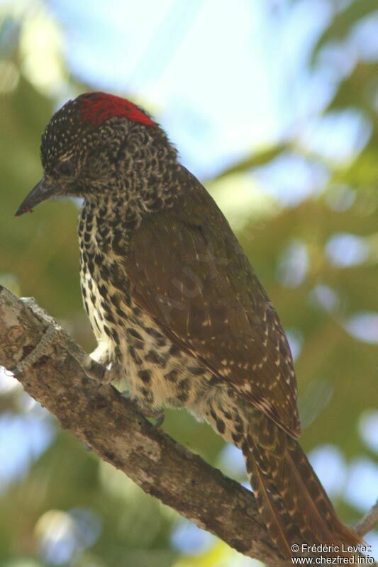 Knysna Woodpecker female adult, identification