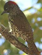 Knysna Woodpecker