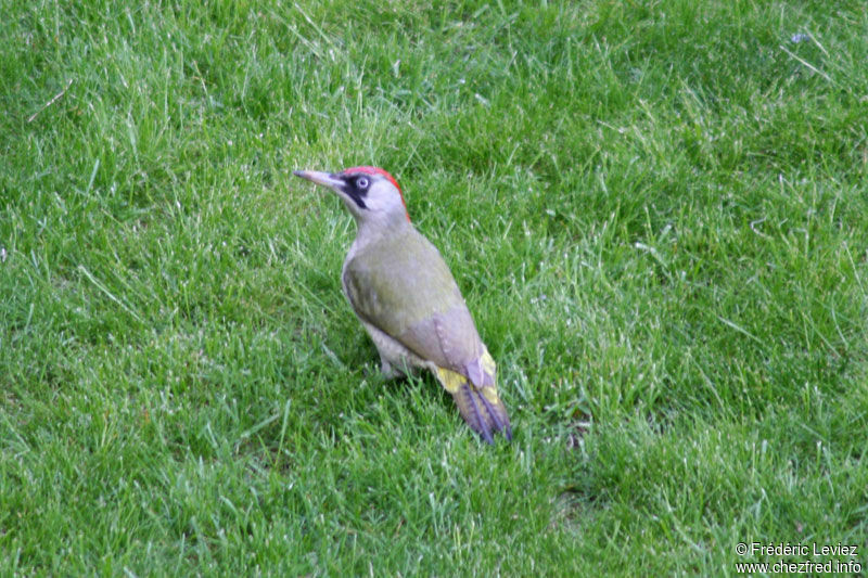 European Green Woodpecker female adult