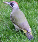 European Green Woodpecker