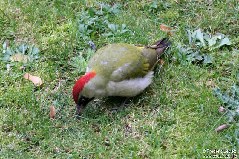 European Green Woodpecker female adult