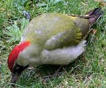 European Green Woodpecker