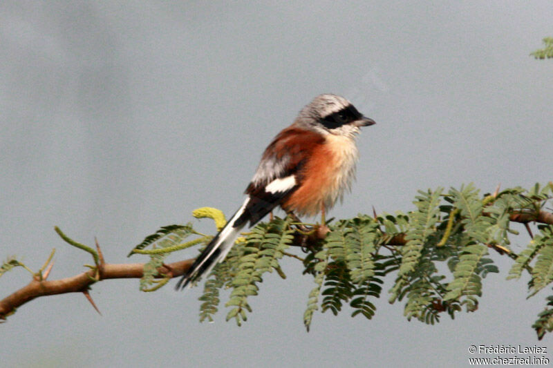 Pie-grièche à bandeau, identification