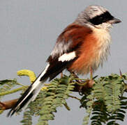 Bay-backed Shrike