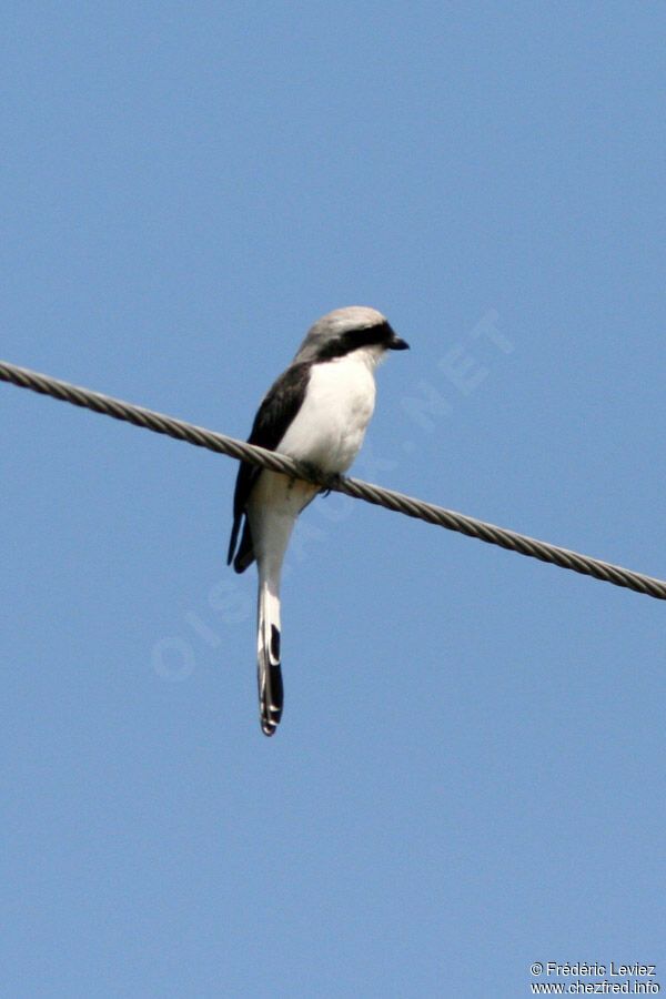 Grey-backed Fiscaladult