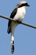 Grey-backed Fiscal