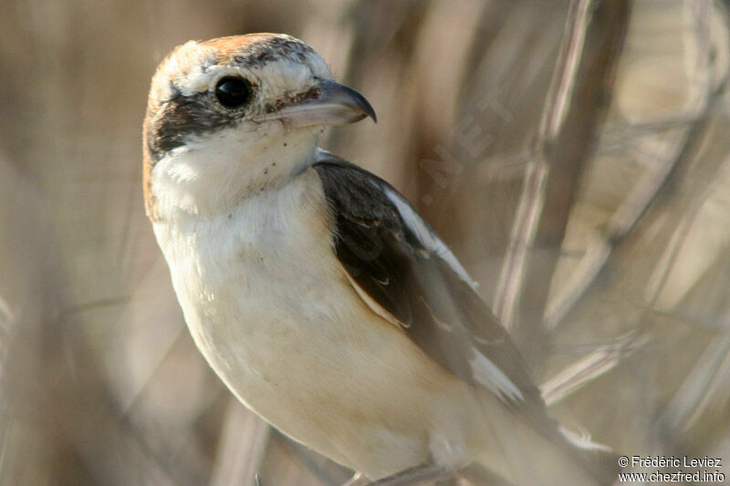 Woodchat Shrikeimmature