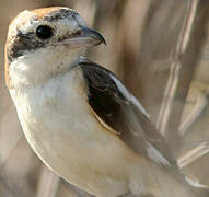 Woodchat Shrike