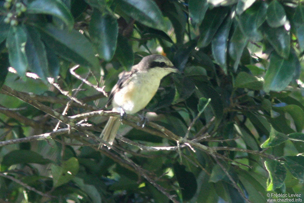 Brown Shrike, identification