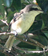 Brown Shrike