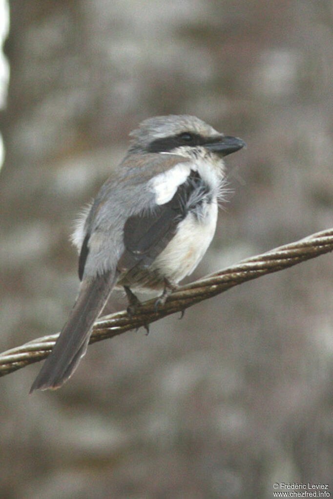 Pie-grièche de Mackinnon, identification