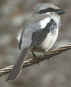 Mackinnon's Shrike