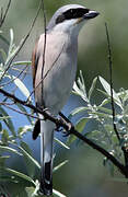 Red-backed Shrike