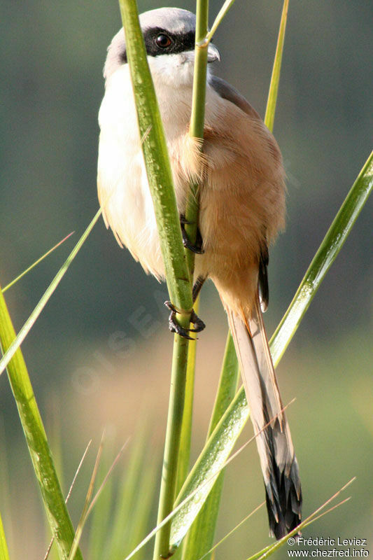 Long-tailed Shrikeadult