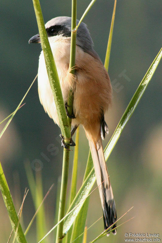Long-tailed Shrikeadult