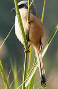 Long-tailed Shrike