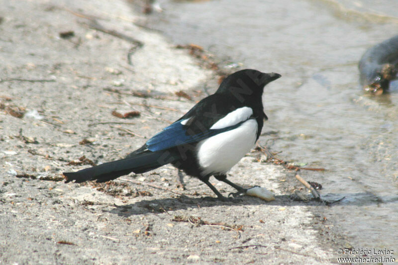 Eurasian Magpieadult