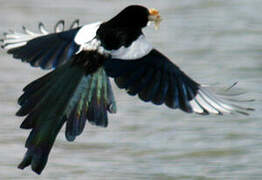 Eurasian Magpie