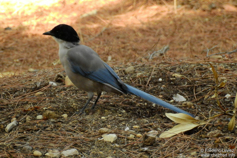 Iberian Magpie