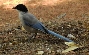 Iberian Magpie