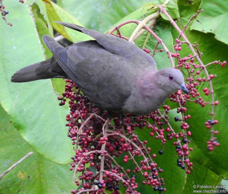 Pigeon à bec noiradulte, identification