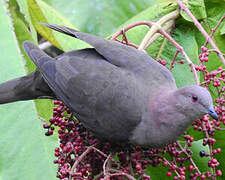 Short-billed Pigeon