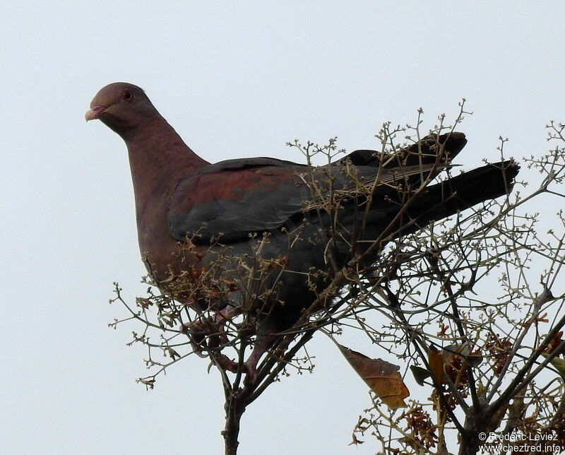 Pigeon à bec rougeadulte, identification