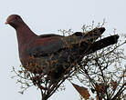 Pigeon à bec rouge