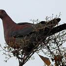Pigeon à bec rouge