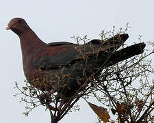 Red-billed Pigeon