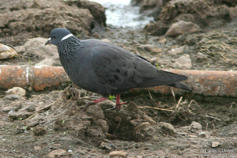 Pigeon à collier blancadulte