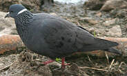 Pigeon à collier blanc