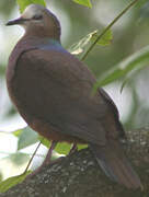 Lemon Dove