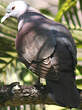 Pigeon de Madagascar