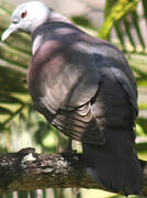 Malagasy Turtle Dove