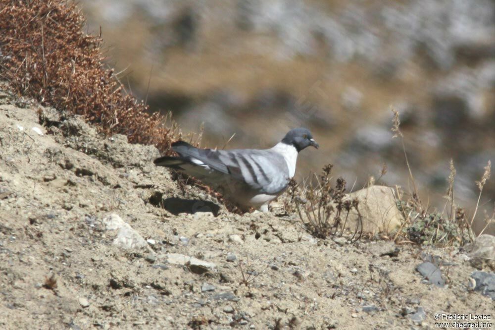 Snow Pigeonadult, identification