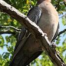 Pigeon picazuro