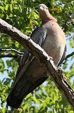 Pigeon picazuro