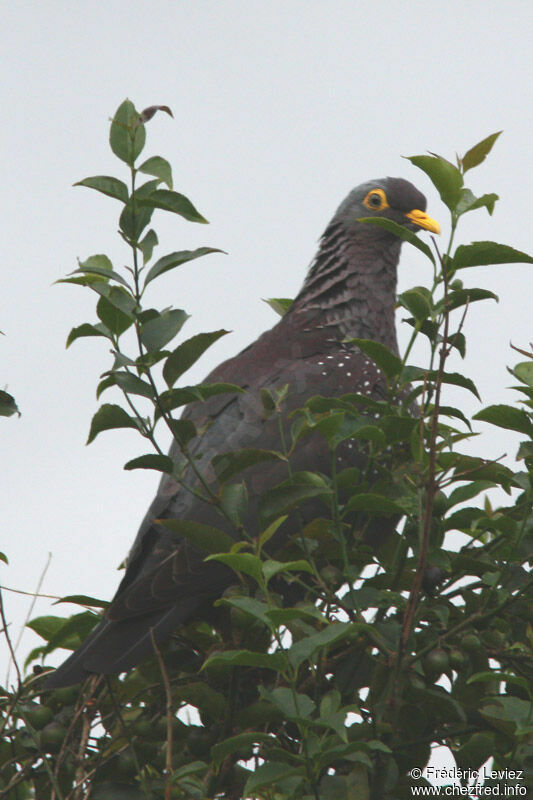 African Olive Pigeonadult, identification