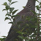 Pigeon rameron