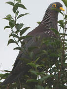 African Olive Pigeon