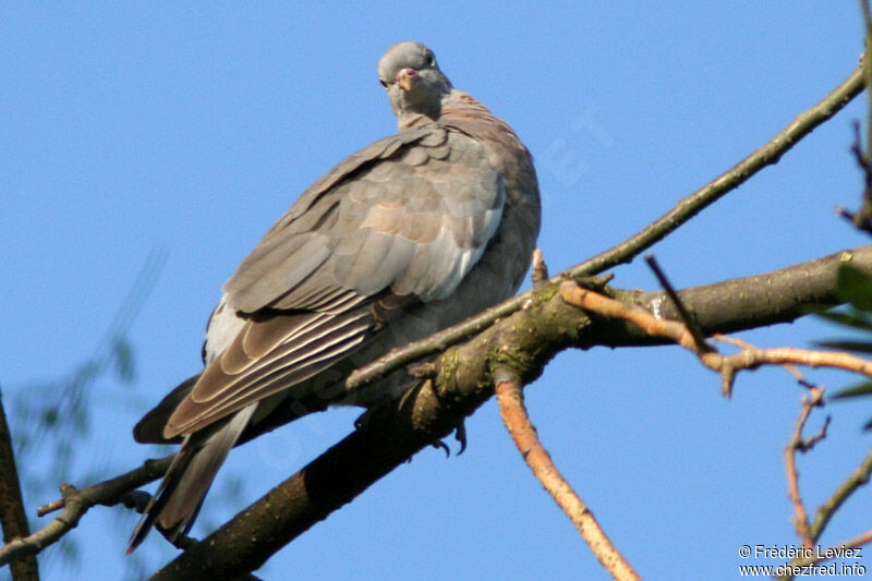 Common Wood PigeonFirst year