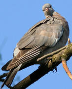 Common Wood Pigeon