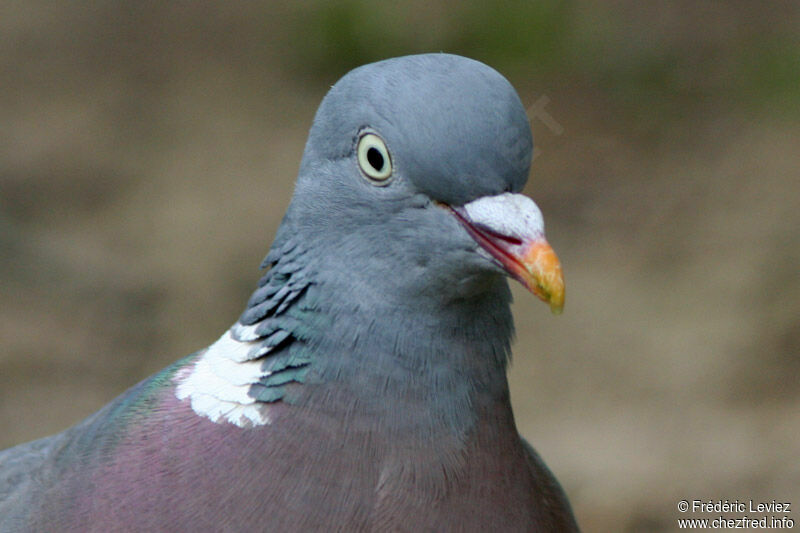 Common Wood Pigeonadult