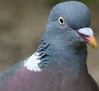 Common Wood Pigeon