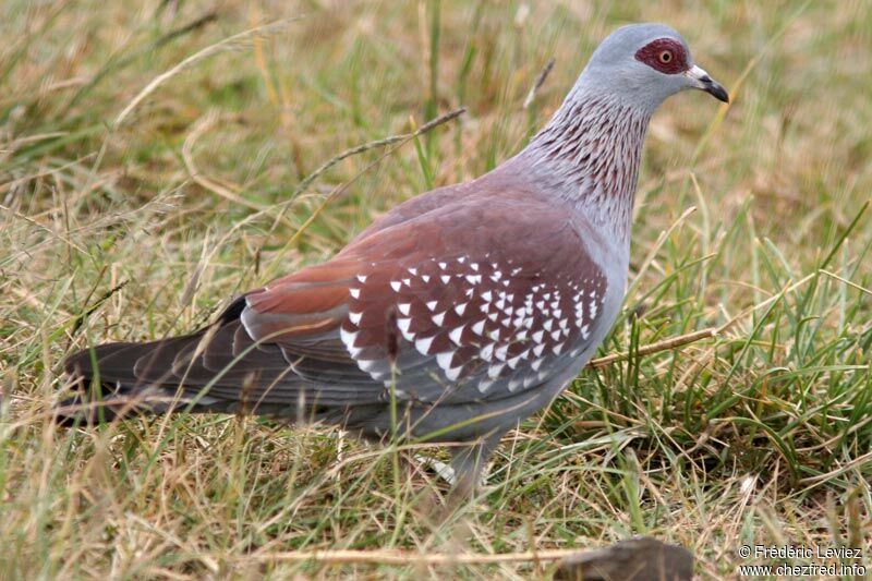 Pigeon roussardadulte