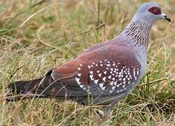 Speckled Pigeon